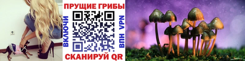 Псилоцибиновые грибы Psilocybe  Азнакаево 